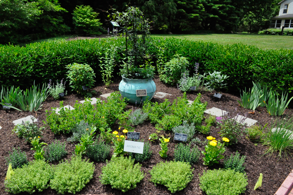 Culinary plants